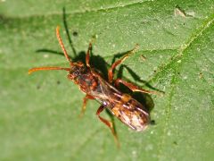 Nomada flava